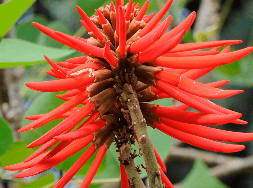 Flor de Colorín