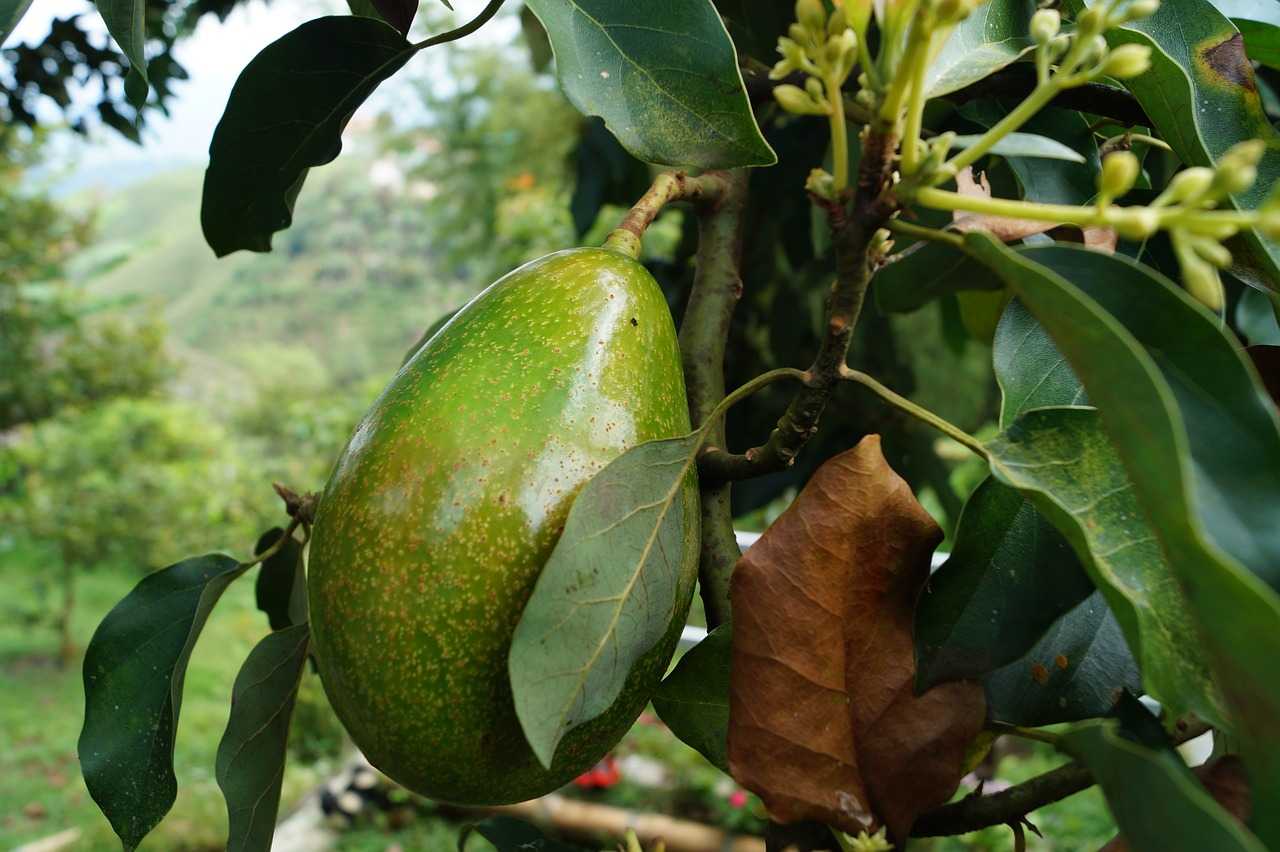 Aguacate Criollo