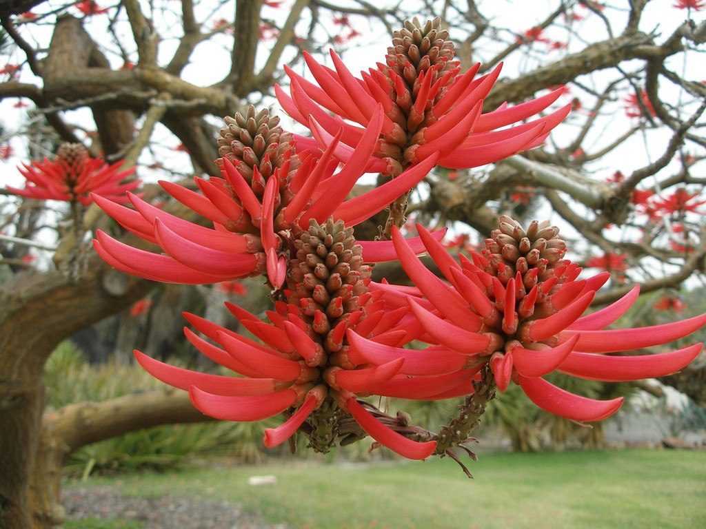 Flor de Colorín