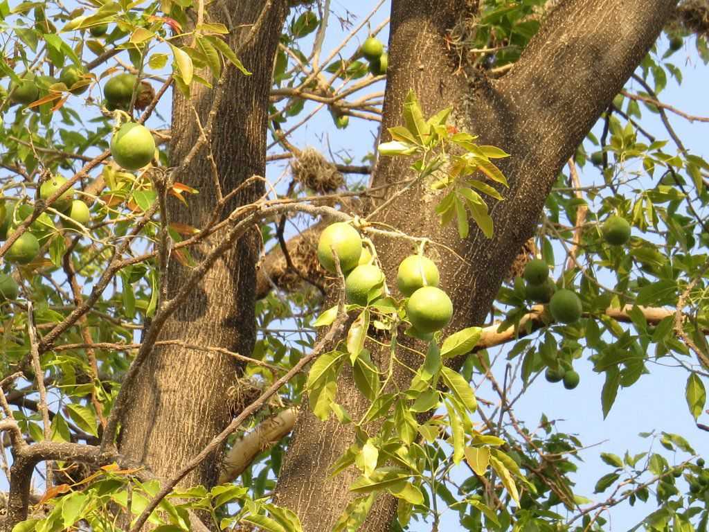 Zapote Blanco