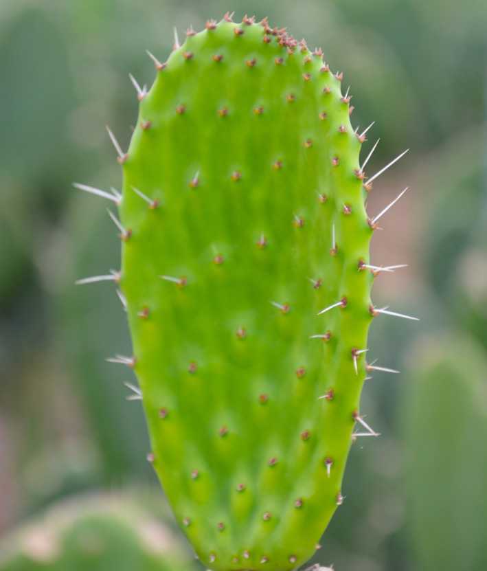 Nopales