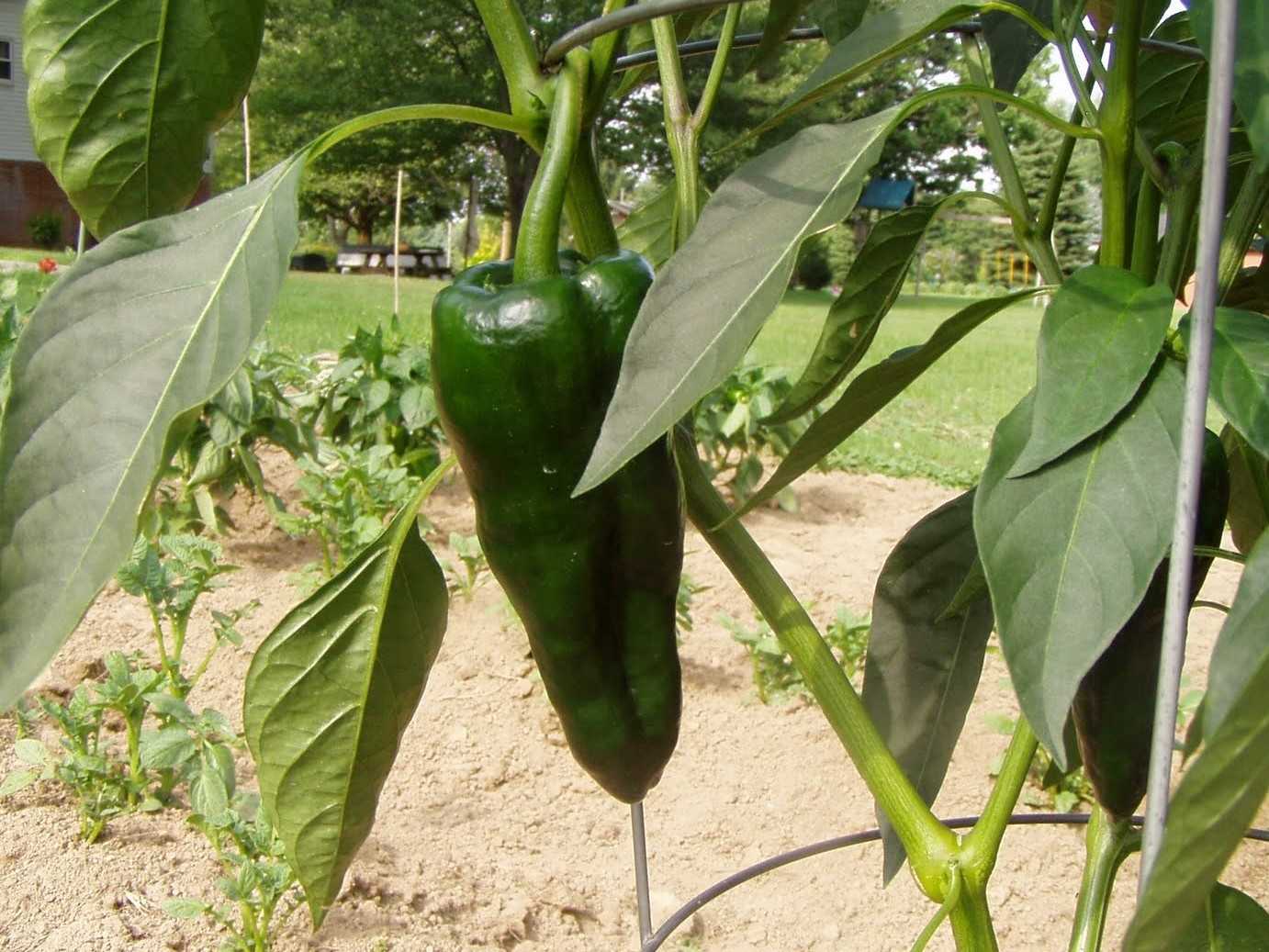 Chile Poblano