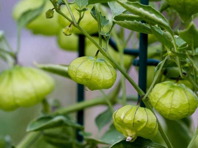 Tomate Verde