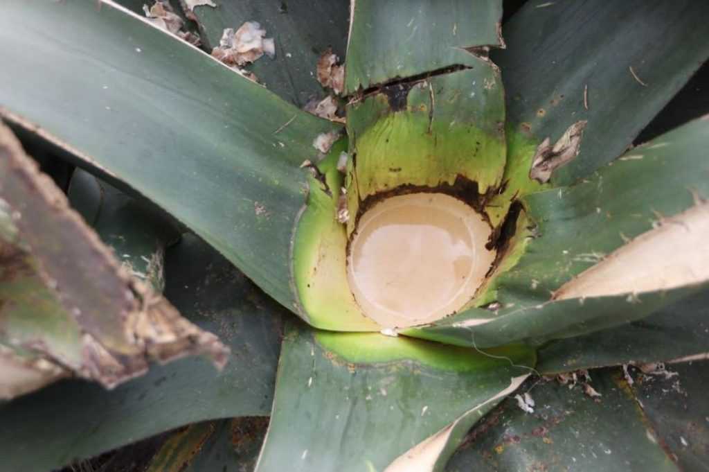 Pulque