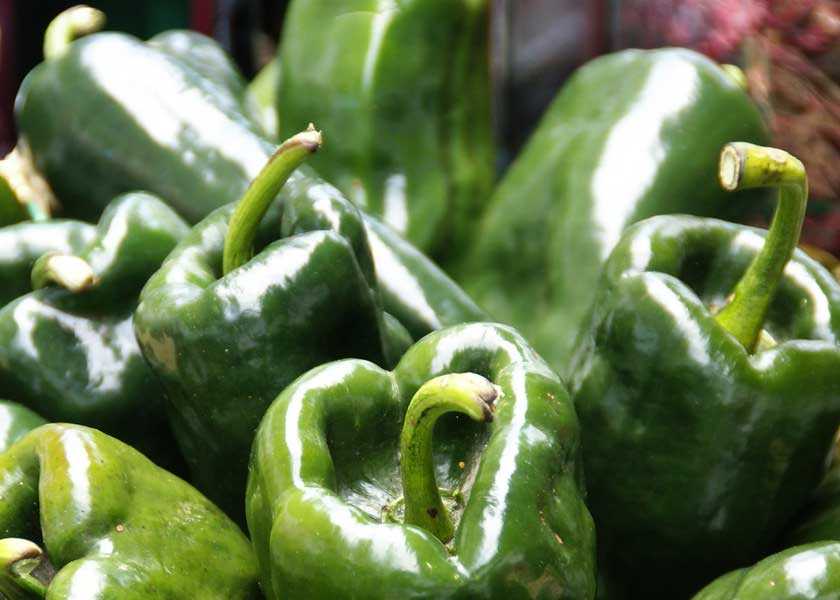 Chile Poblano