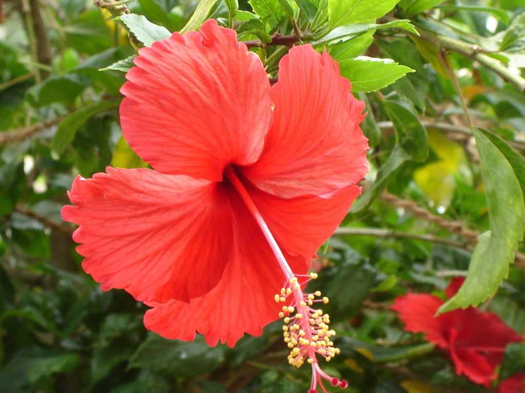 Flor de Jamaica