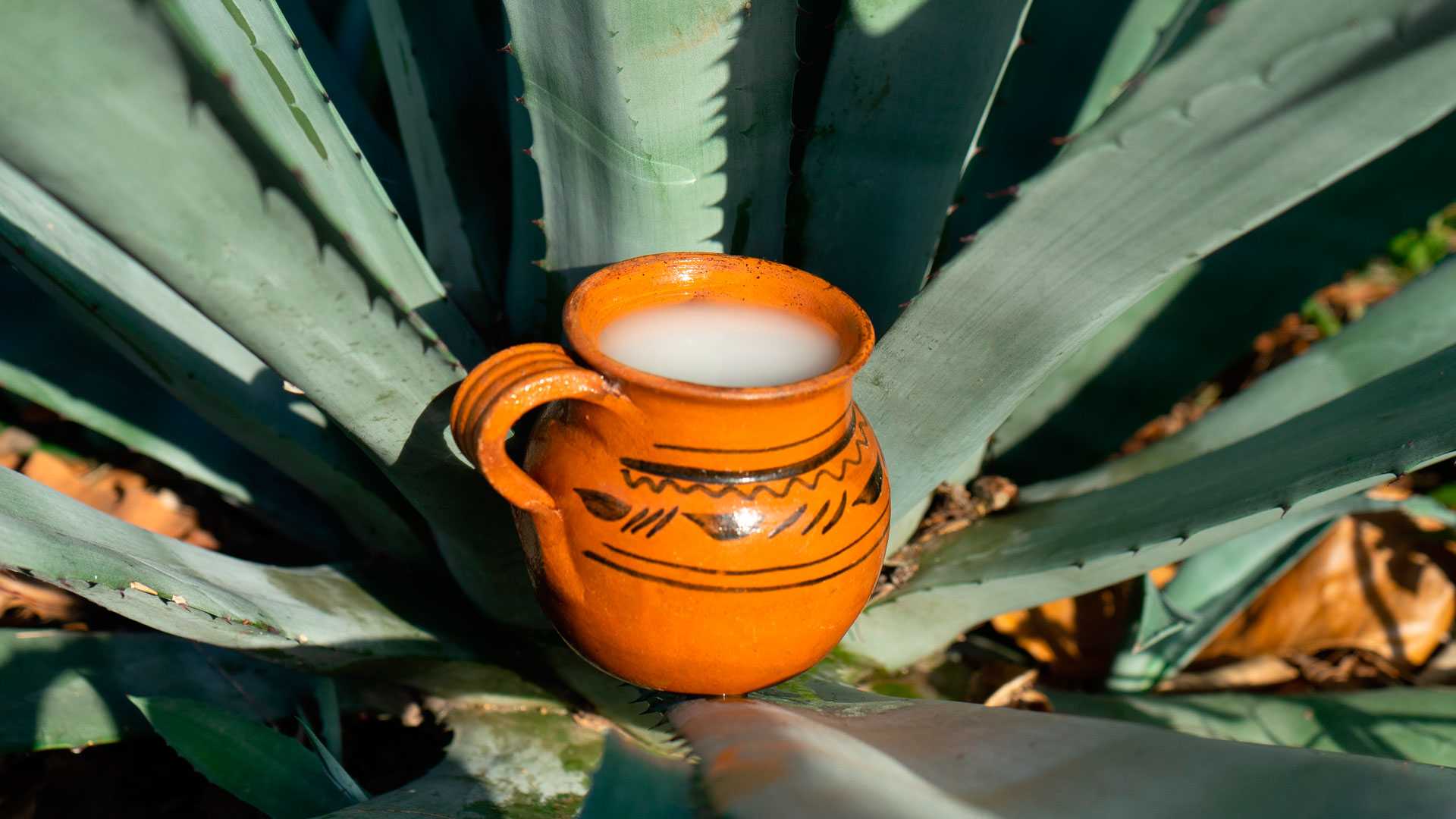 Pulque