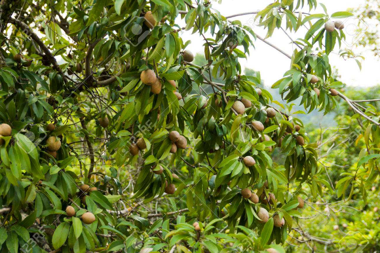 Chicozapote