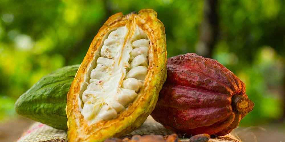 Cacao