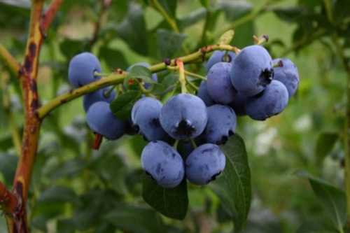 Moras Azules