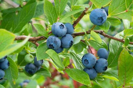 Moras Azules