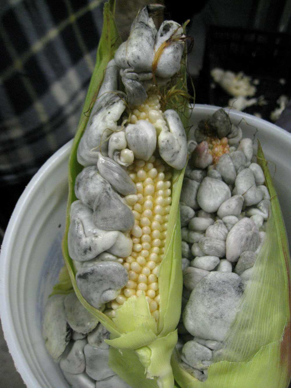 Cuitlacoche