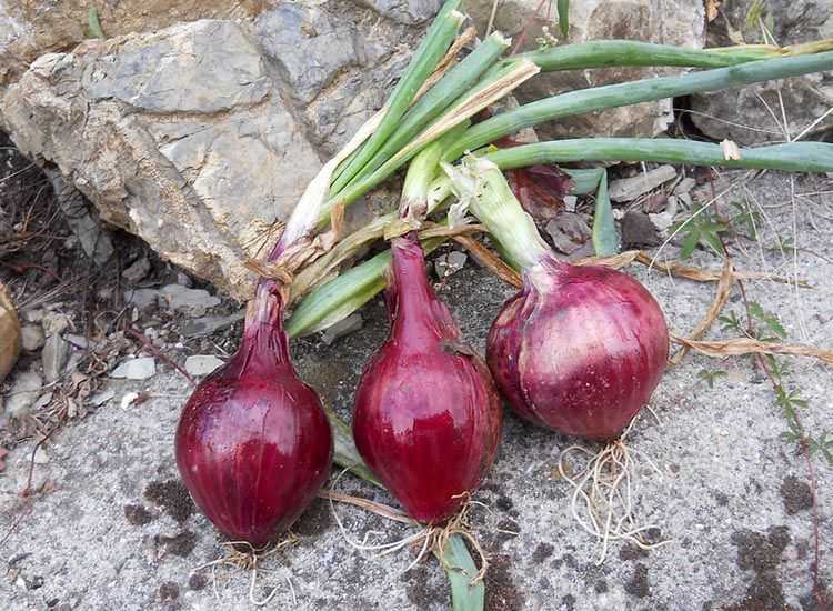 Cebolla Morada