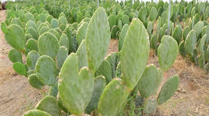 Nopales