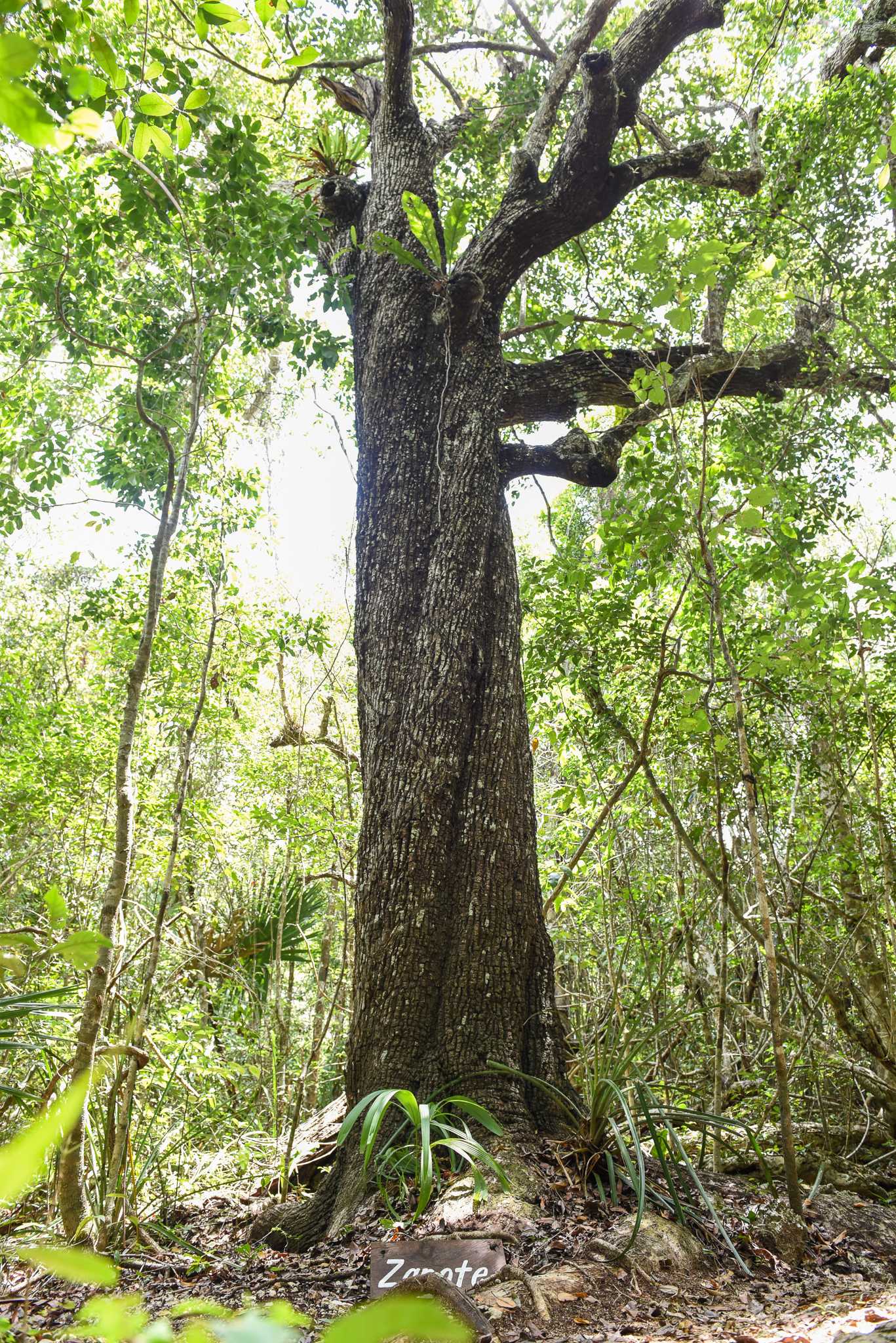 Chicozapote