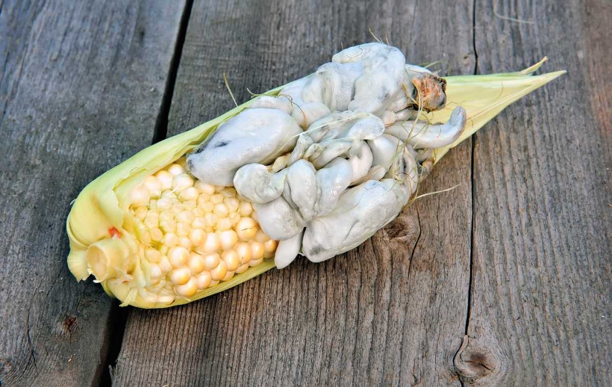 Cuitlacoche