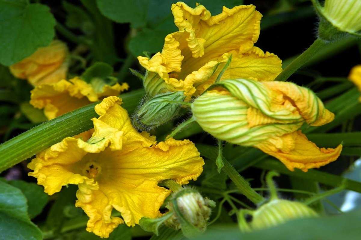 Flor de Calabaza