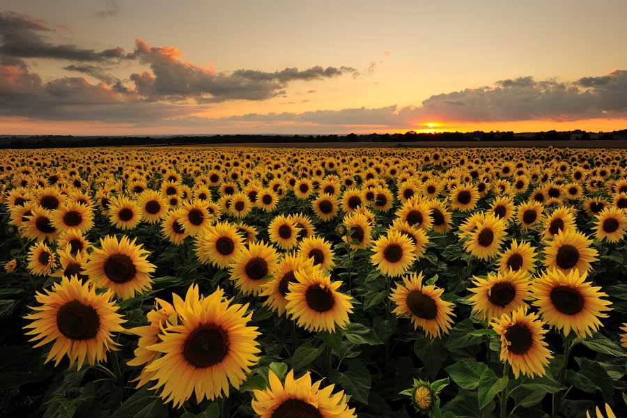 Semilla de Girasol