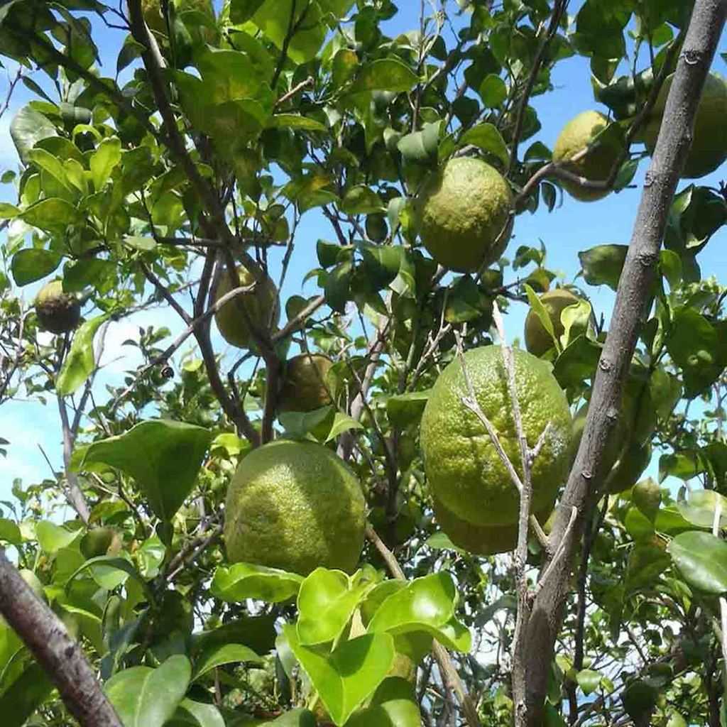 Naranja Agria