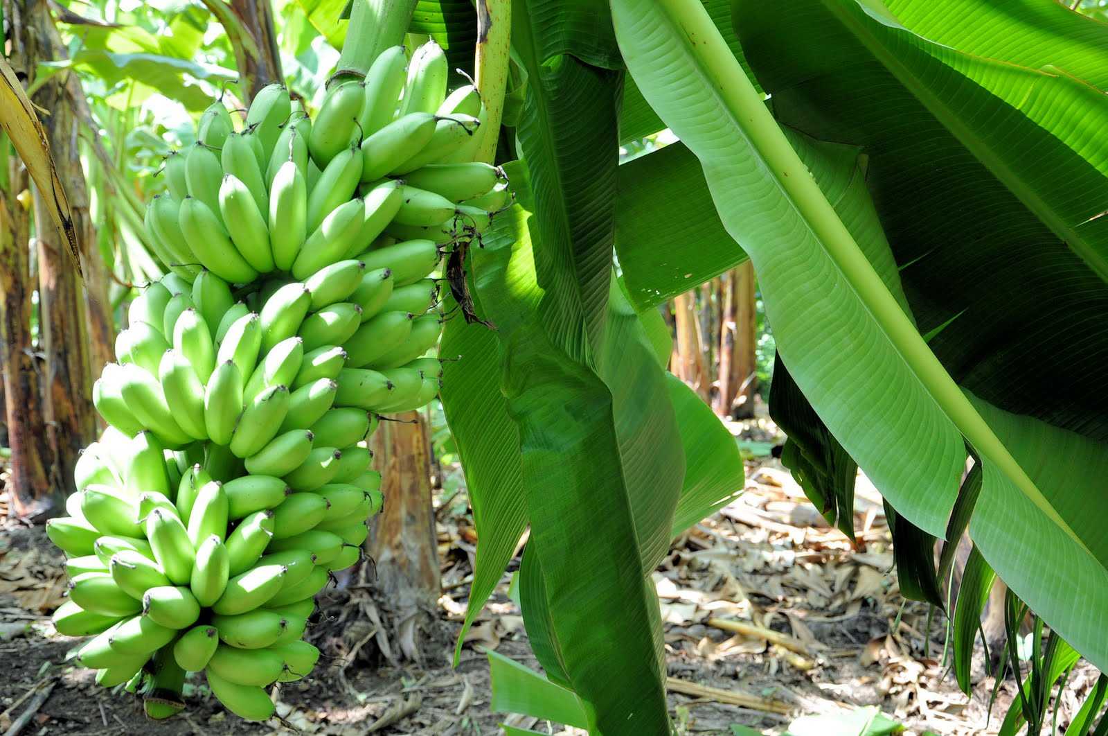 Plátano Dominico