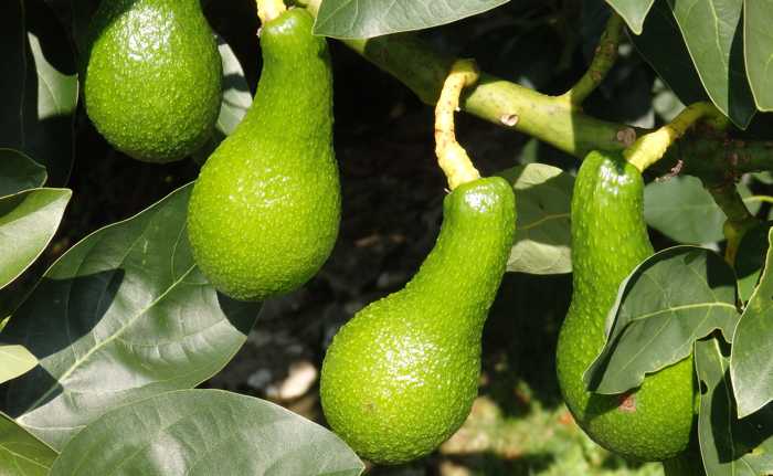 Aguacate Criollo