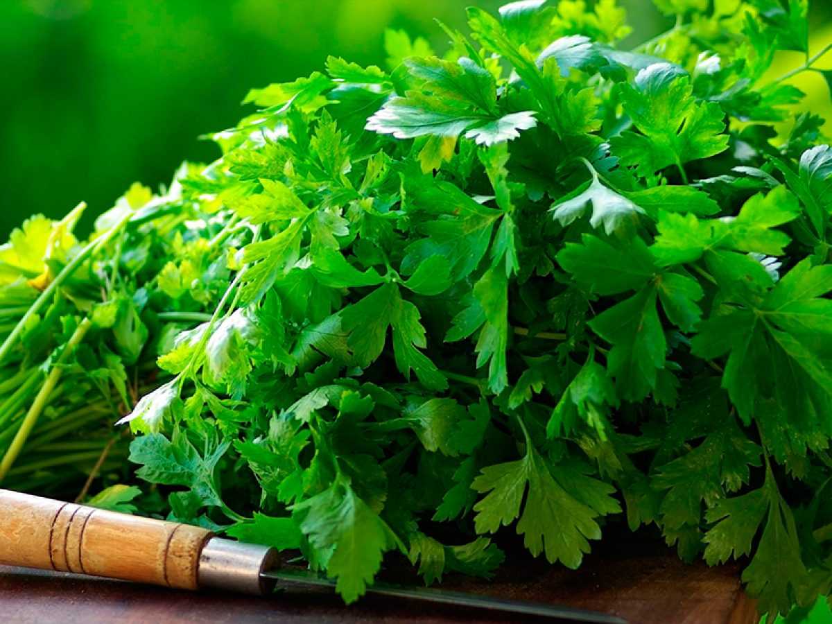 Cilantro