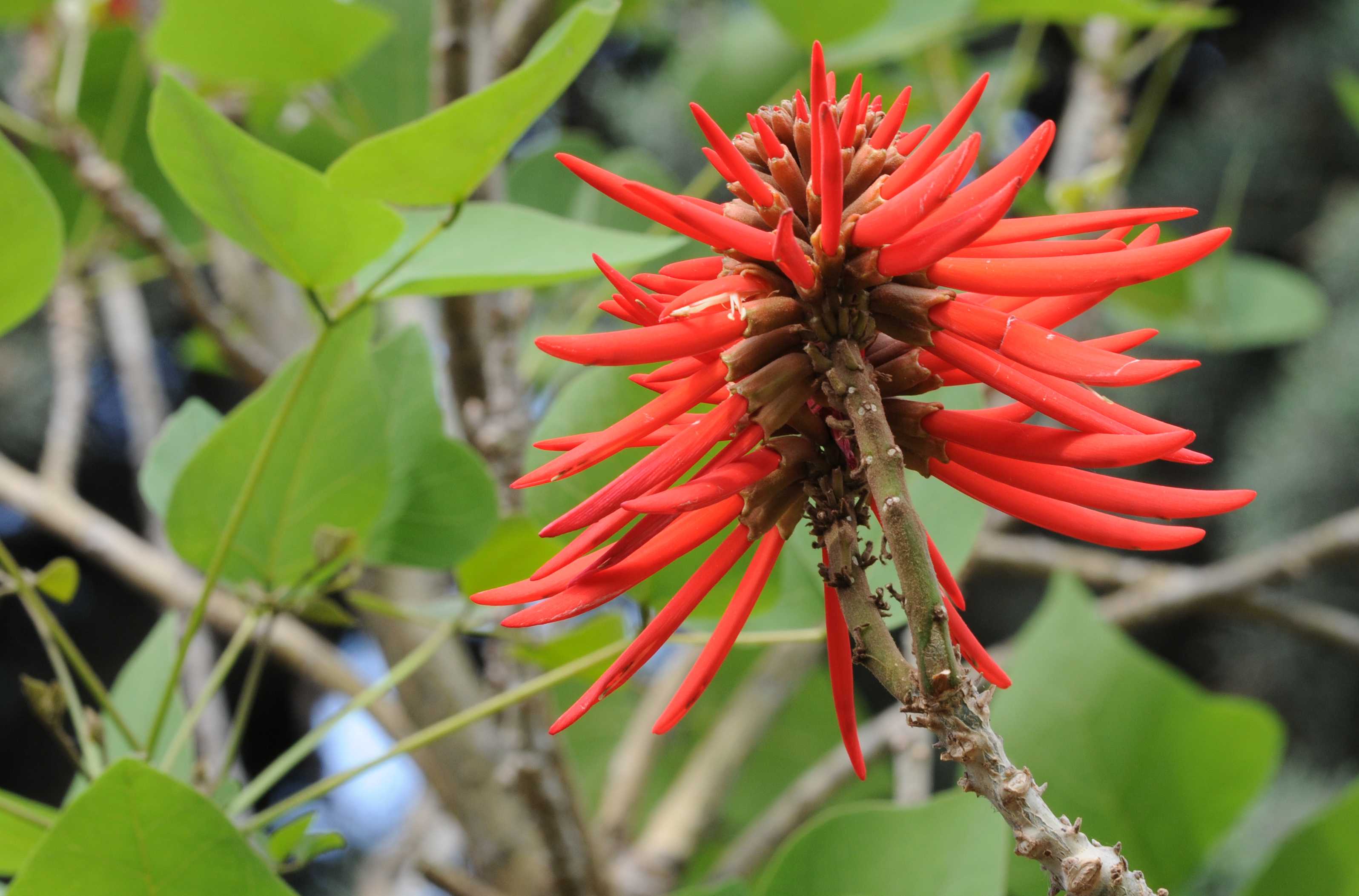 Flor de Colorín