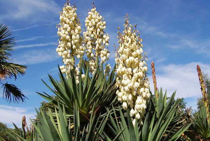 Flor de Yuca (Izote)