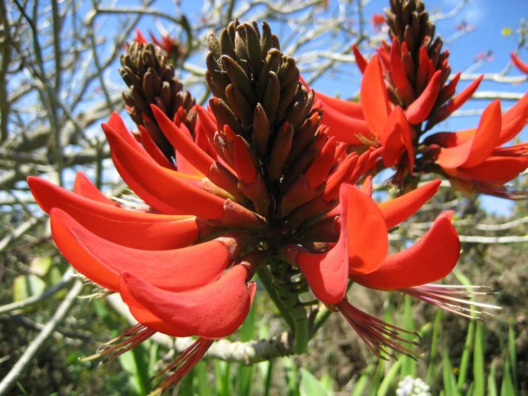 Flor de Colorín