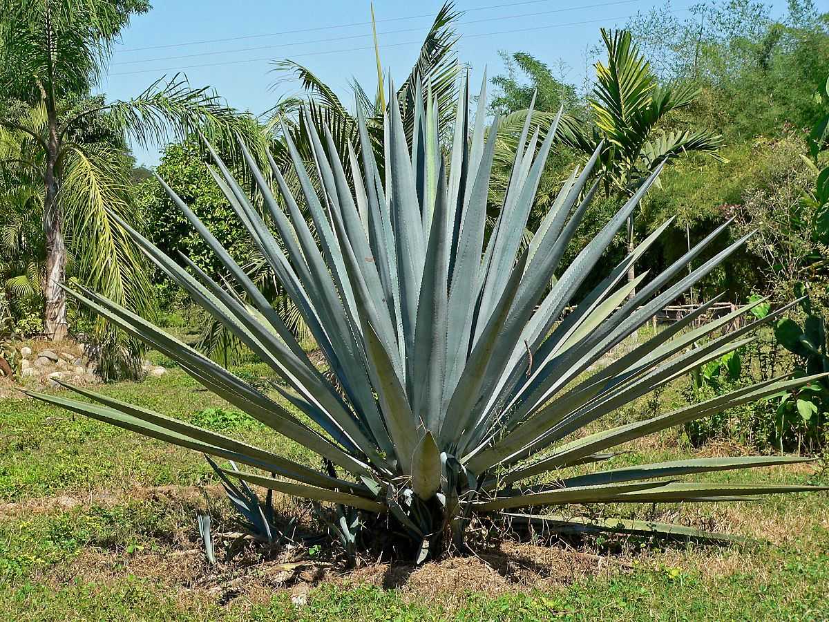 Miel de Agave