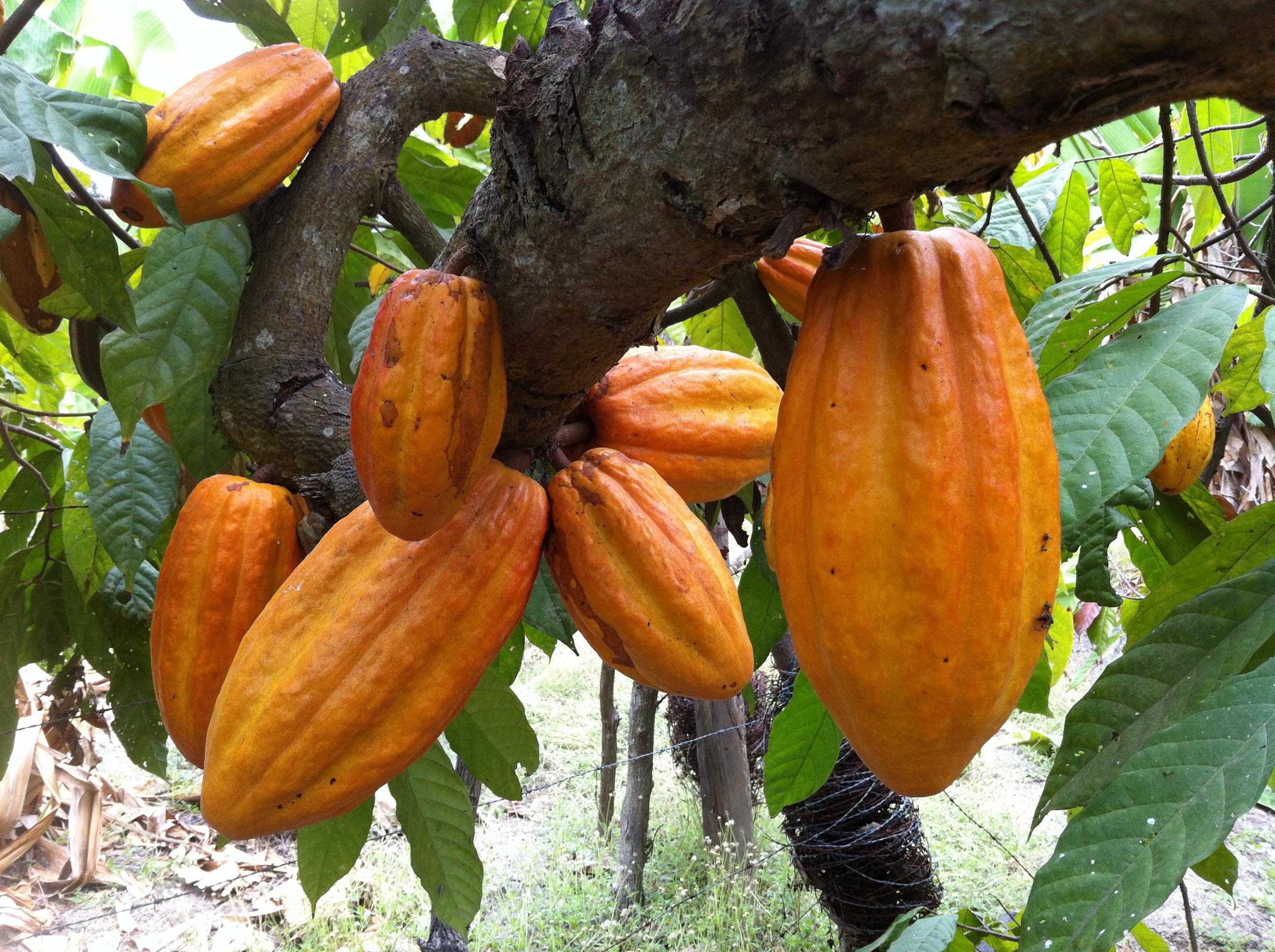 Cacao