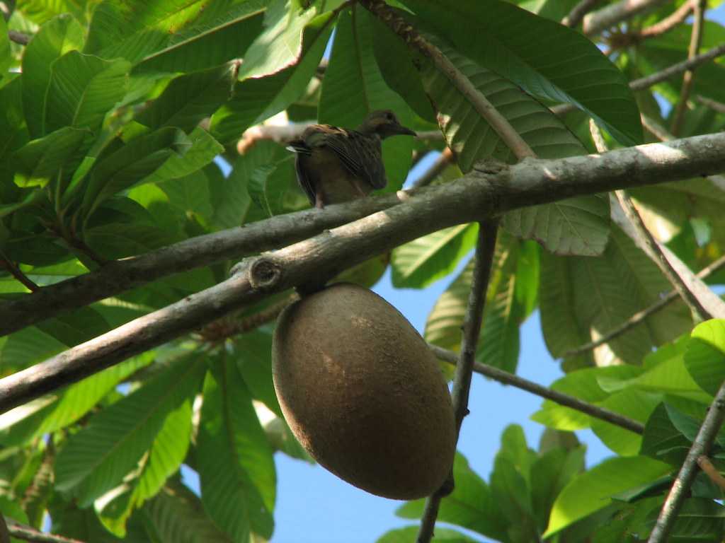 Zapote Mamey