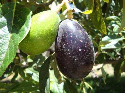 Aguacate Criollo