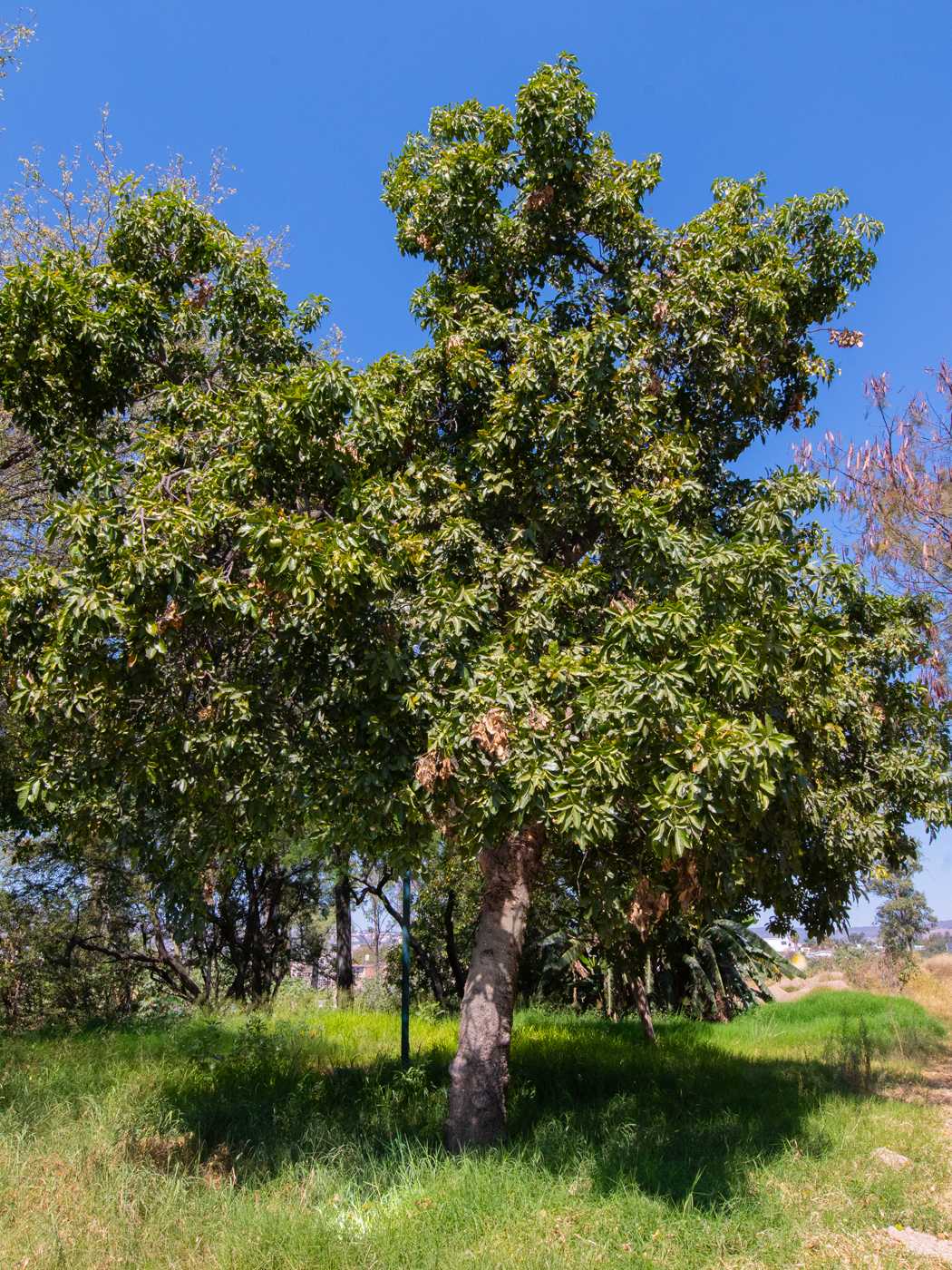 Zapote Blanco