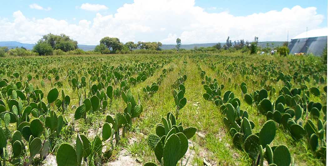 Nopales