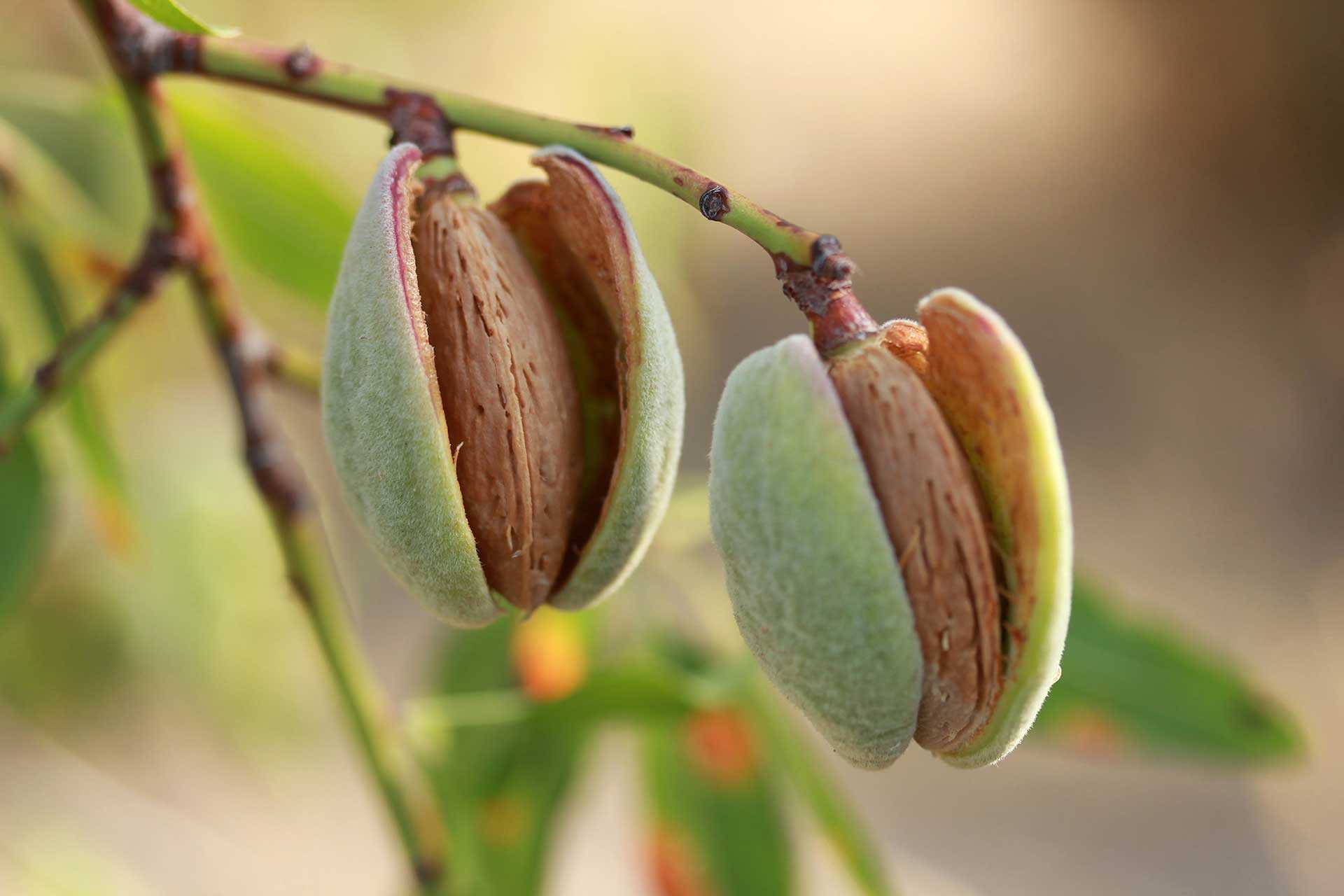 Almendras