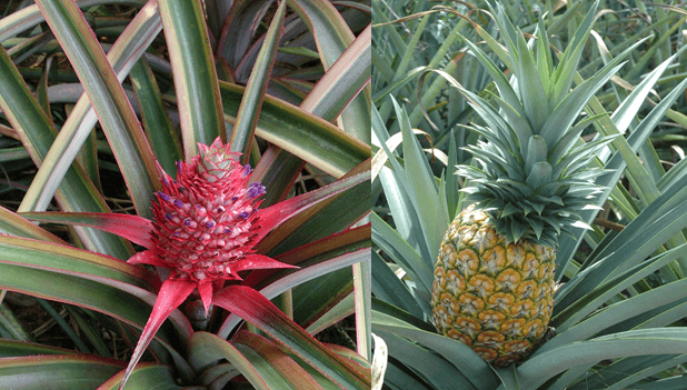 Piña