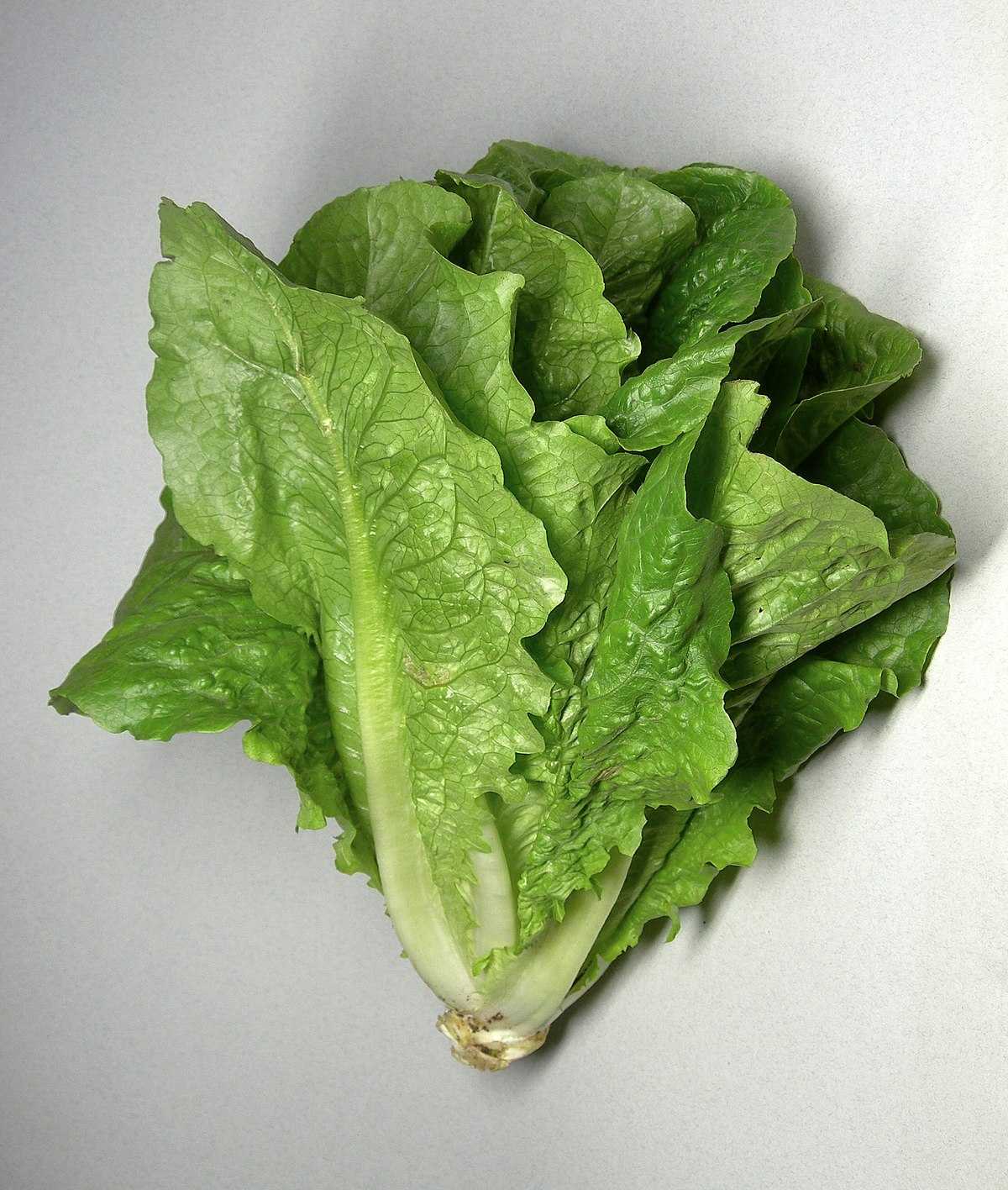 Lechuga