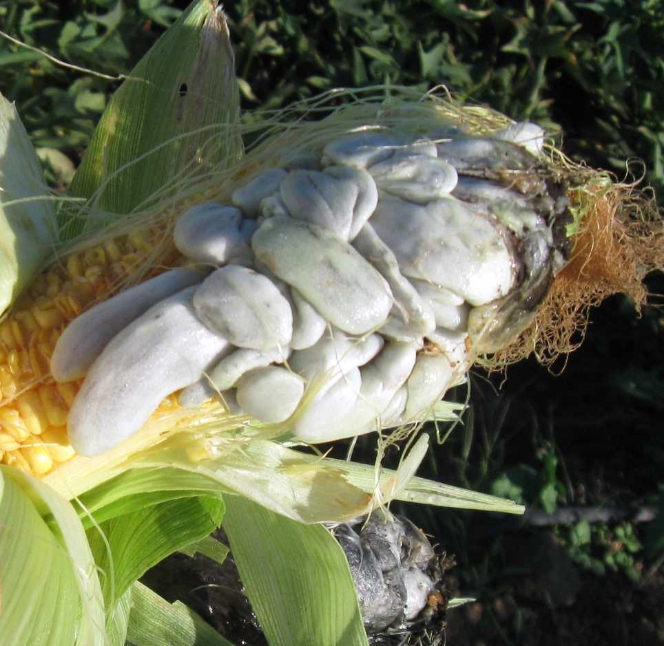 Cuitlacoche