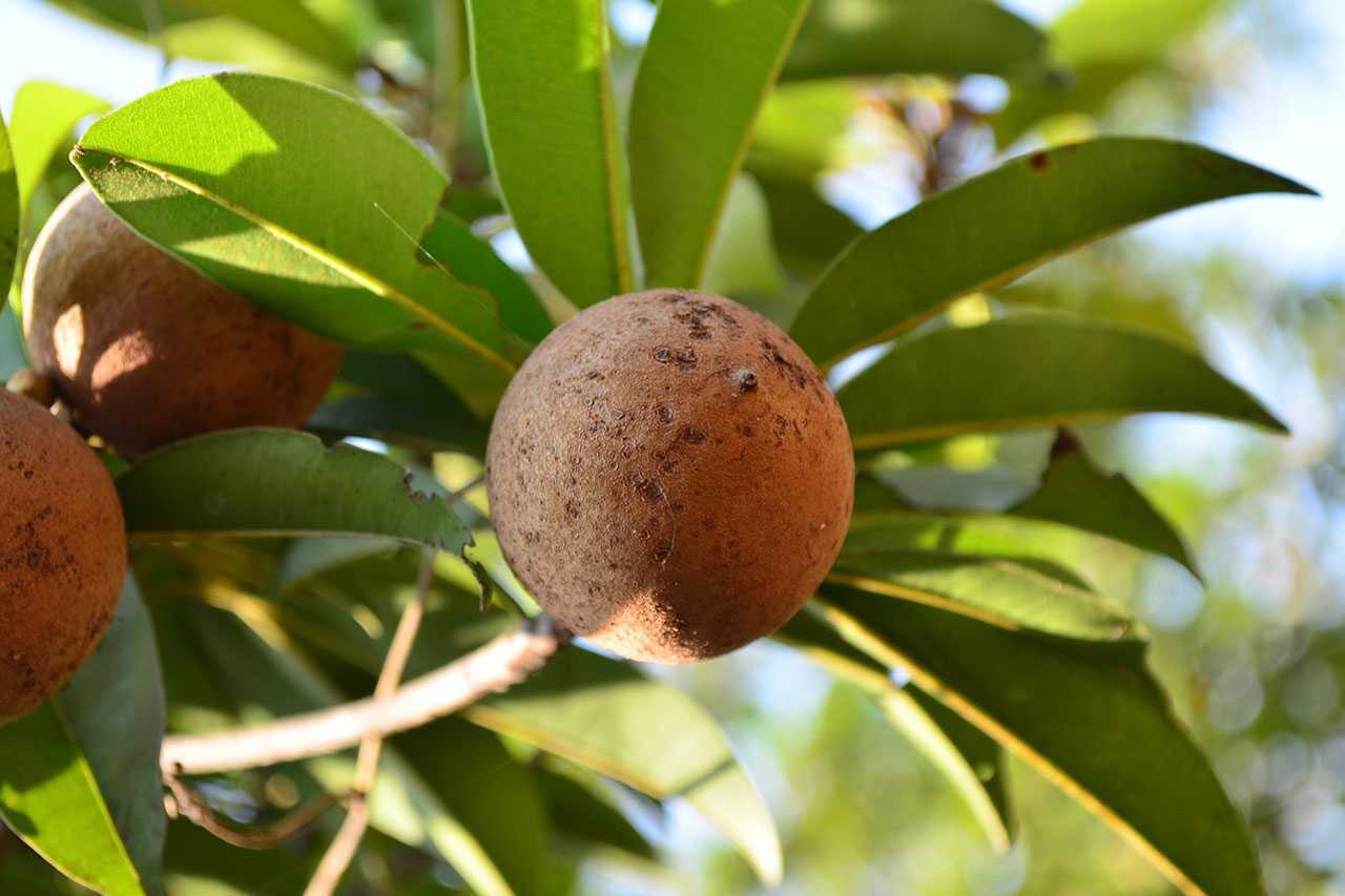 Zapote Negro