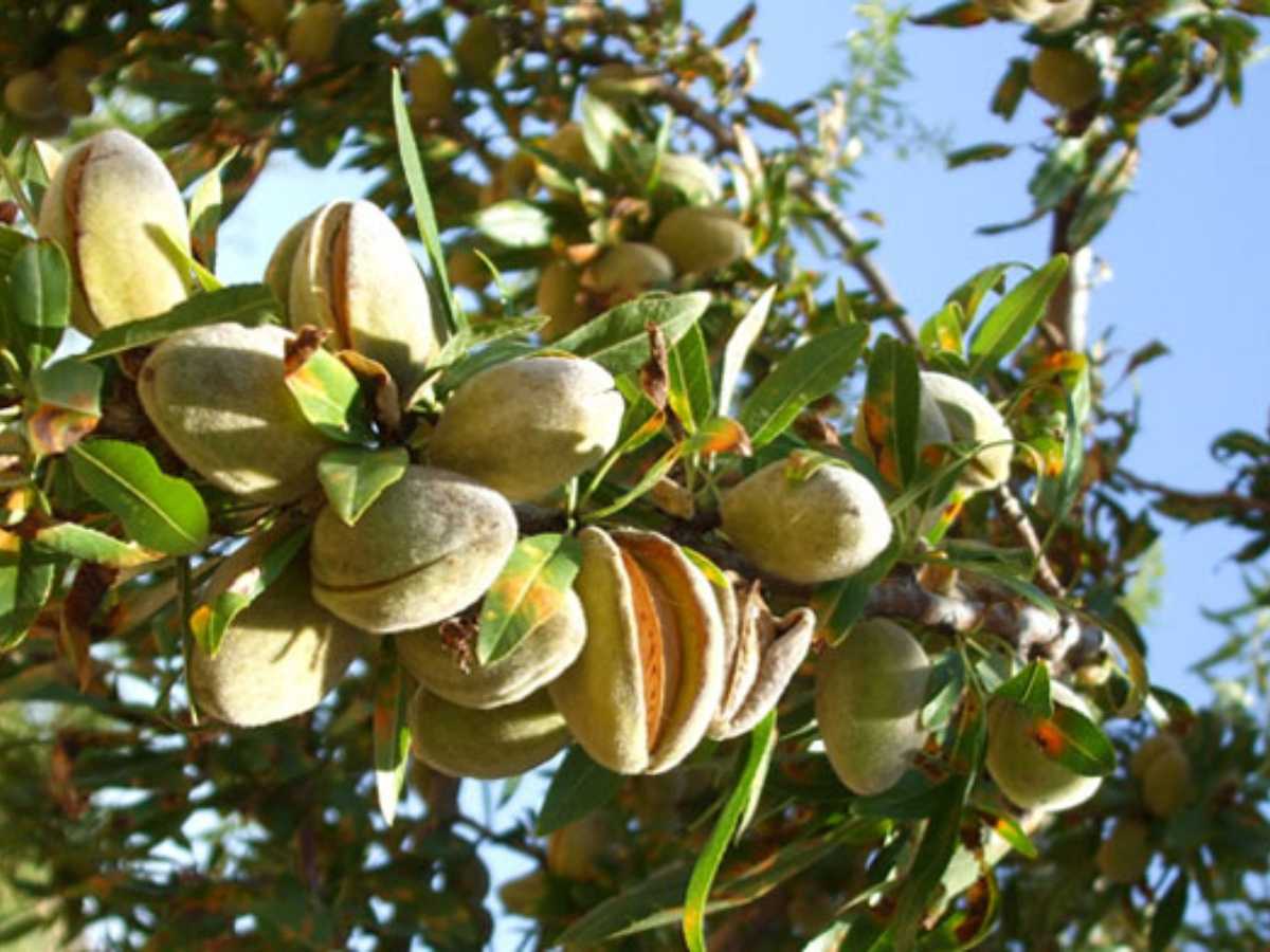 Almendras