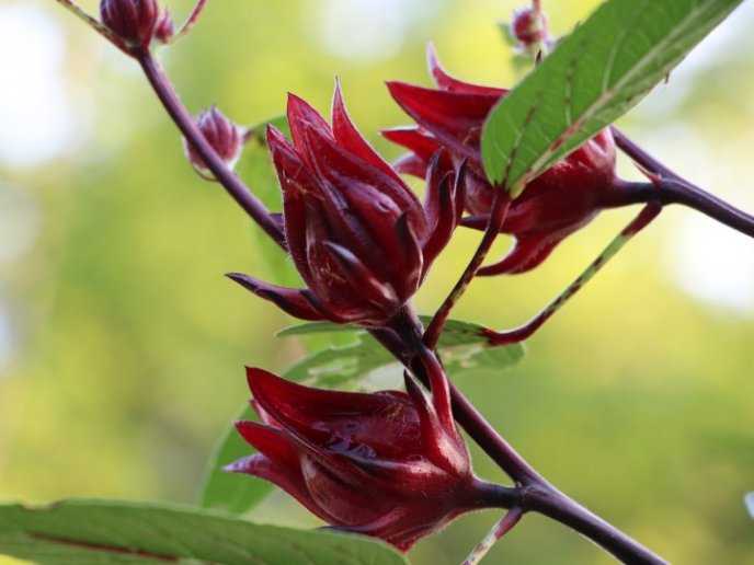 Flor de Jamaica