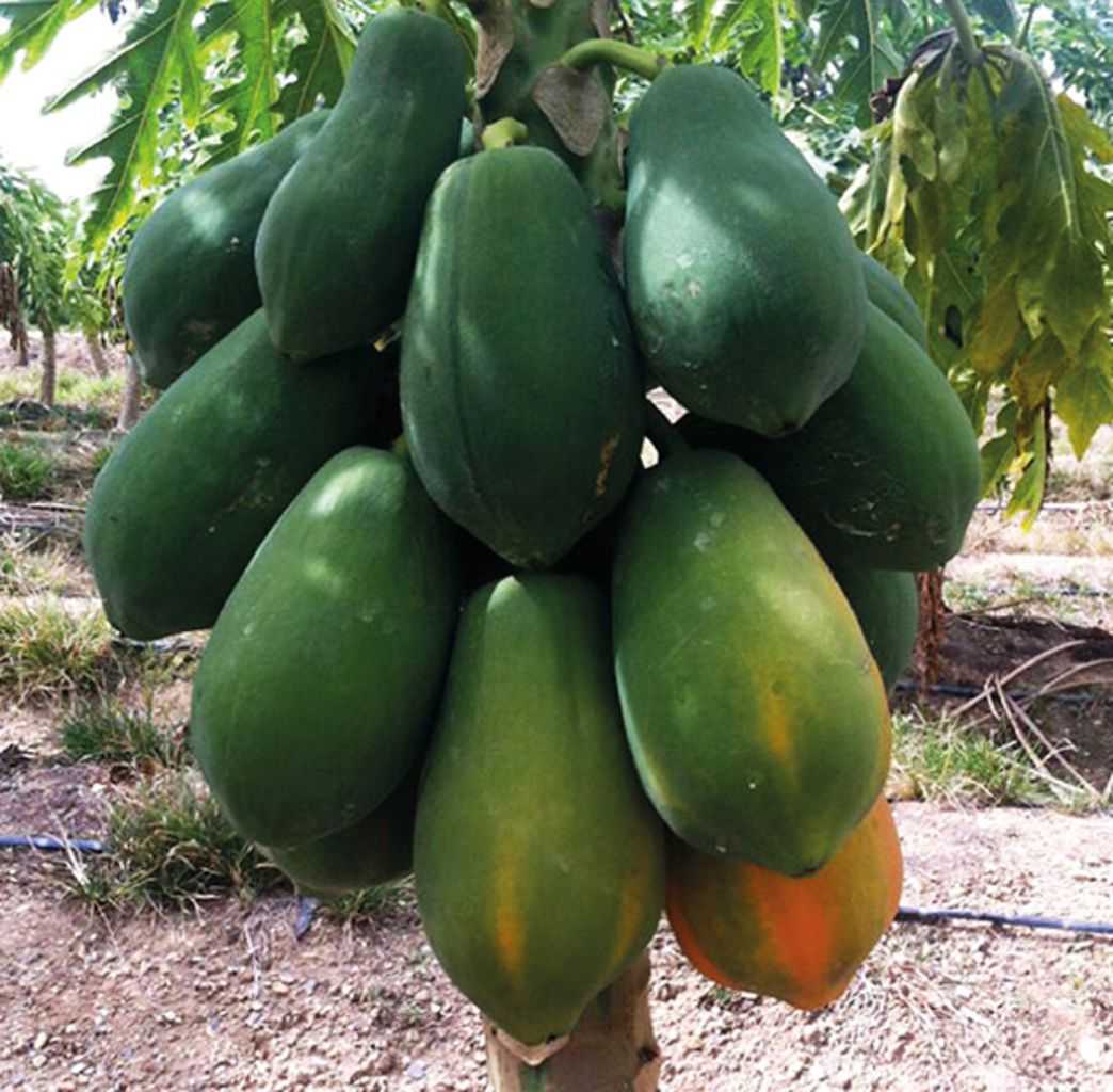 Papaya