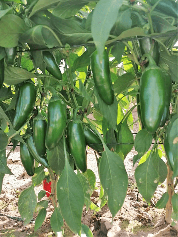 Chile Jalapeño